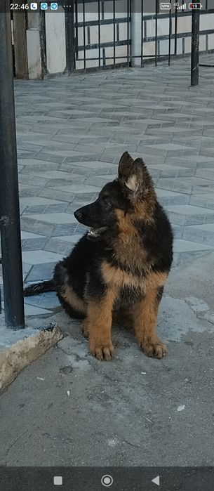 Немецкая овчарка