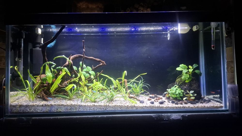 74L Natural Akvarium Komplekt, Sump Sistemali, Tayyor
