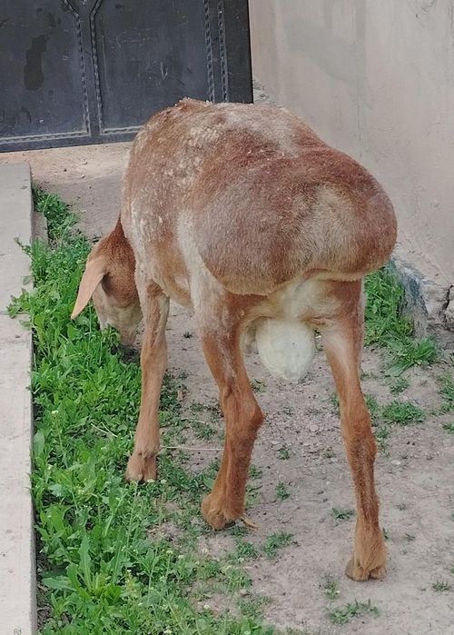 Продам Кошкар АРАШАН