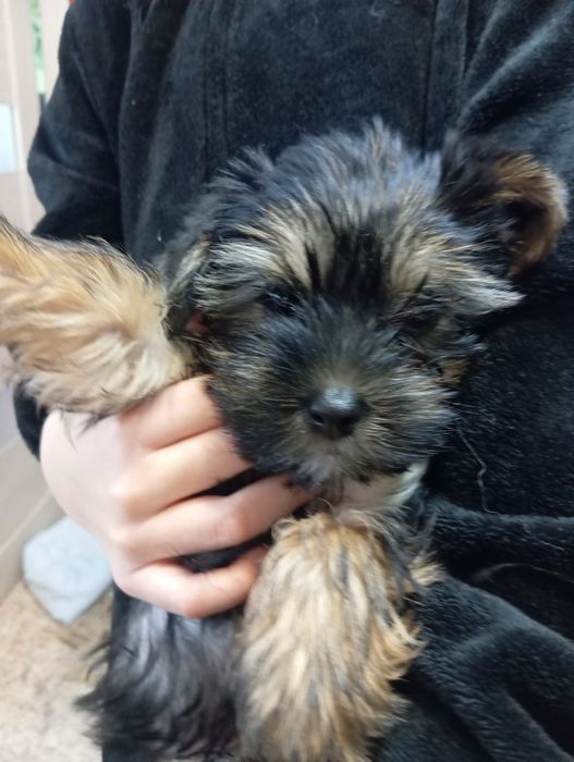 Готовы к продаже Йорки два мальча.