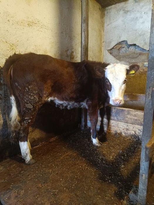 Продаю белоголовую телочку