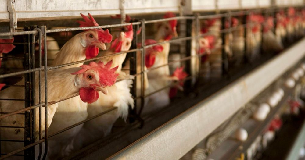 Куры несушки белые на март