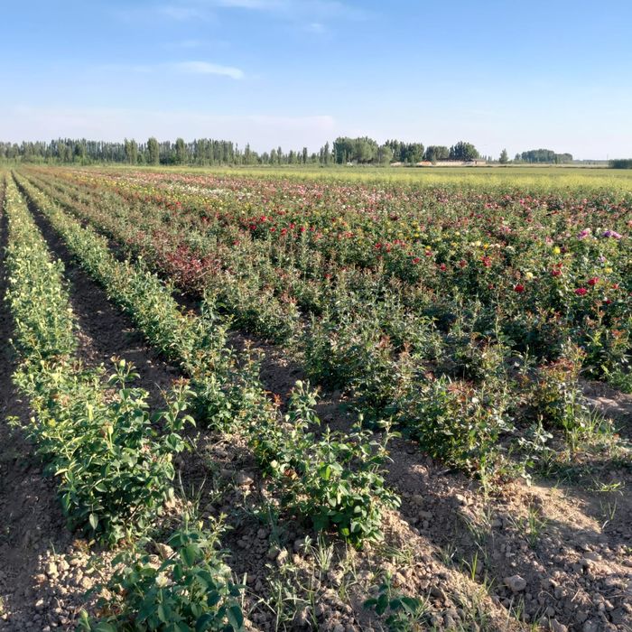 Розы  саженцы оптом