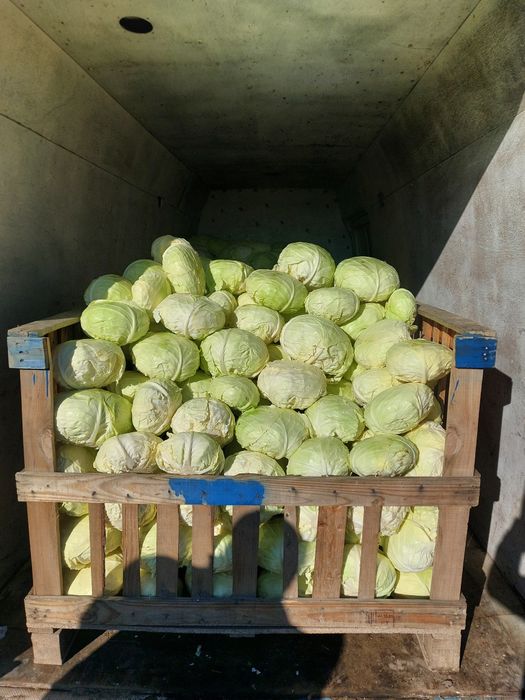 Varza de vanzare Beverly hills