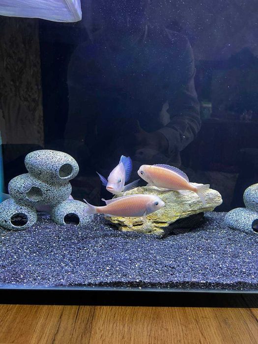 Рыба, белый дельфин и хромис готовые большие