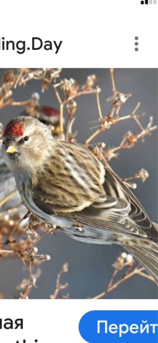 Птички красивые певчие