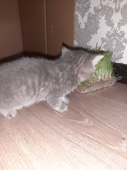 Котята шотландский вислоухий и шиншиллы