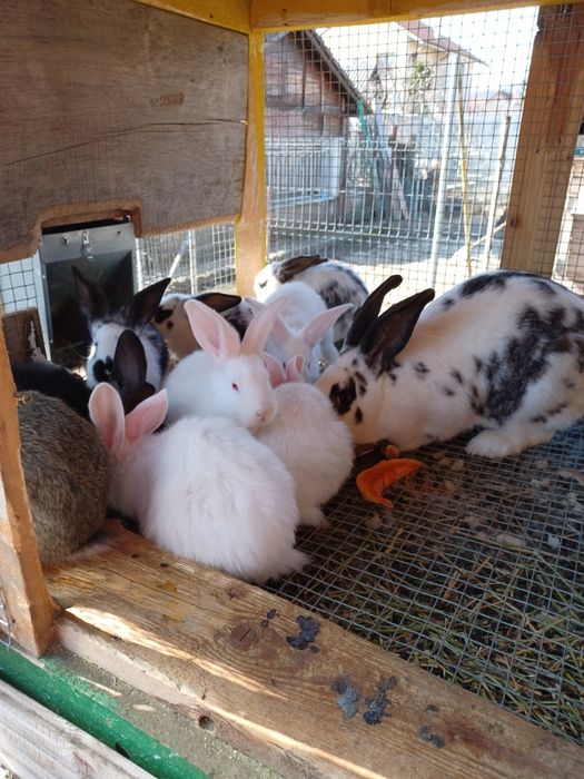 Vând iepuri rasa fluture