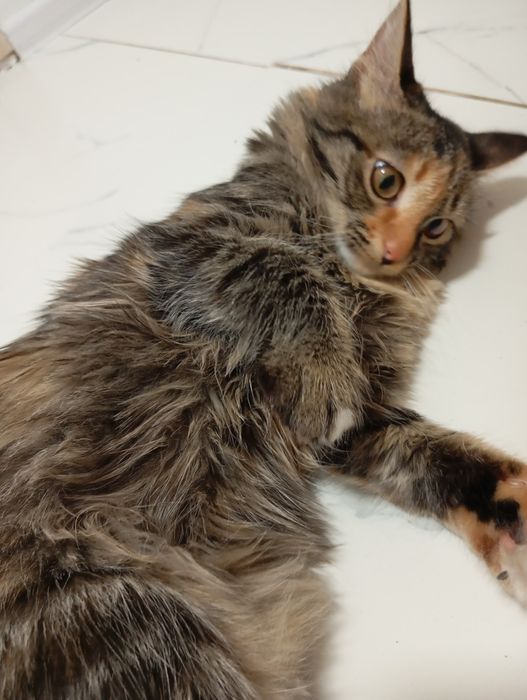 Кошка, игривая но добрая.