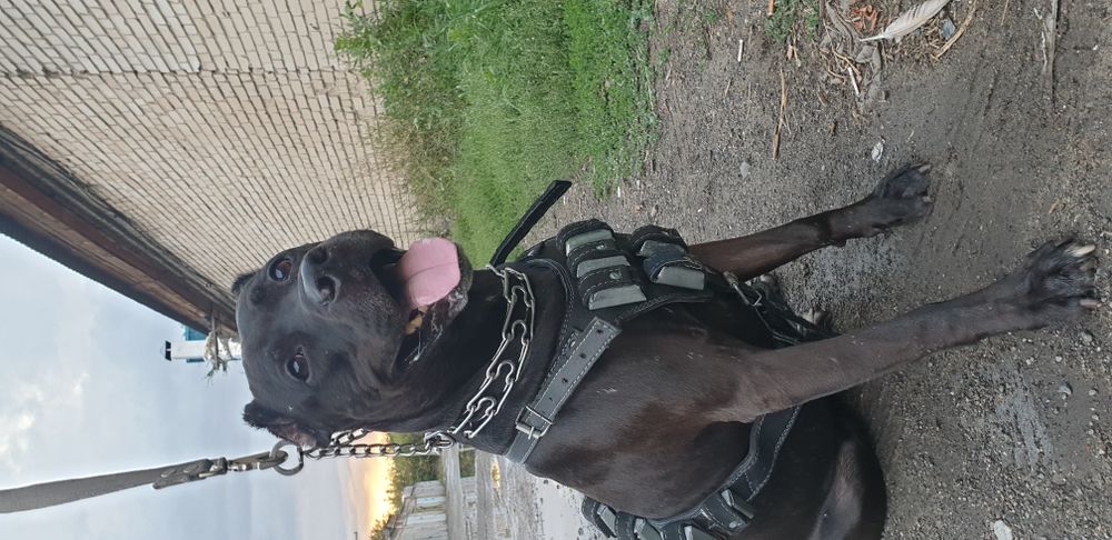 Шлейка с грузами