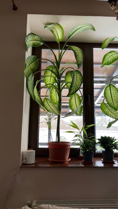 Plante ornamentale - Dieffenbachia & Dracaena