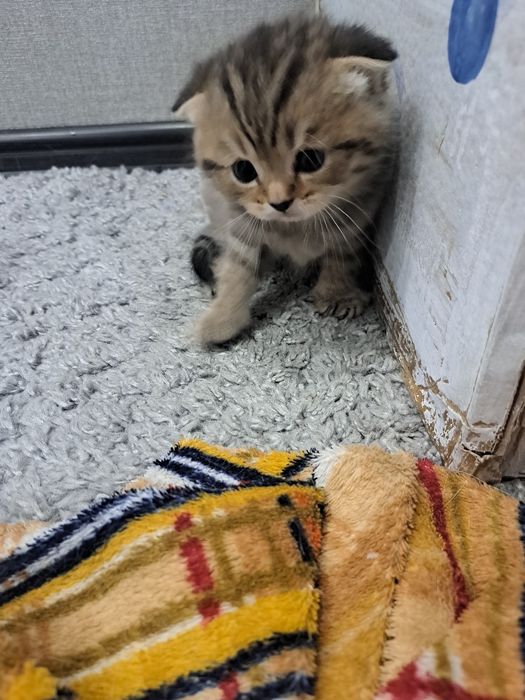 Животные кошки .