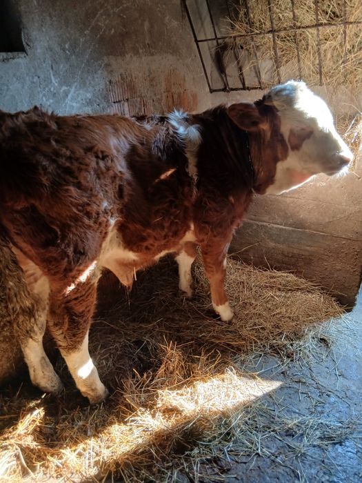 Vând viteii si o manza