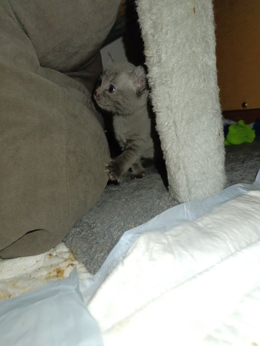 Продам вислоухих котят