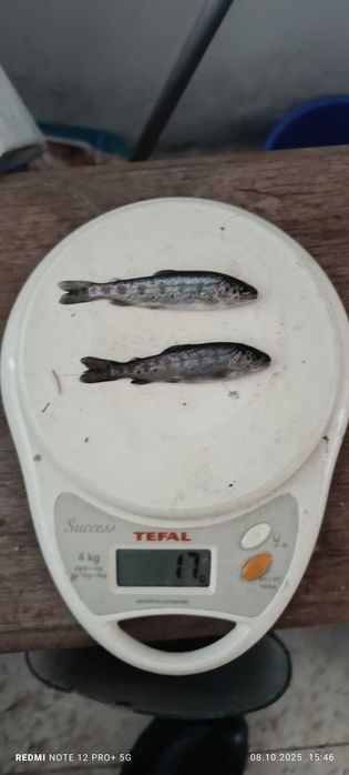 Vând puiet pastrav curcubeu și fantanel