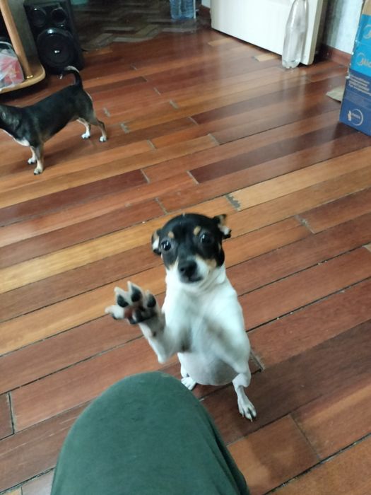 Продается  4 месячный Чихуашка.