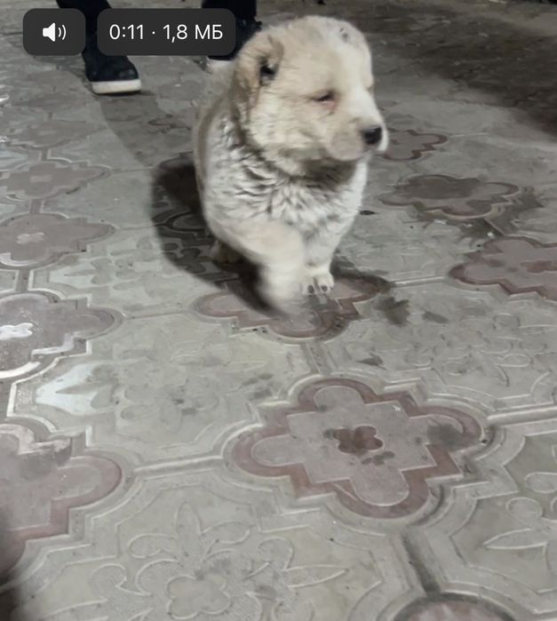 Продам щенка,кабель срочно