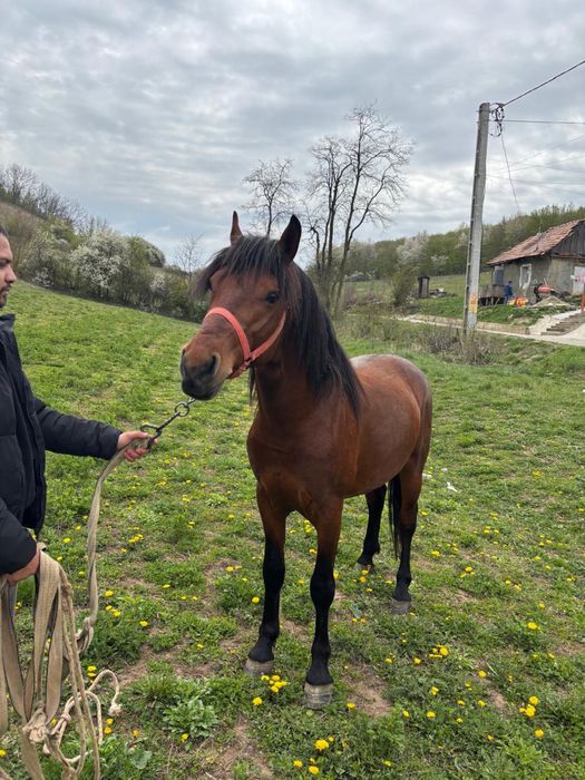Vând armăsar de 3 ani
