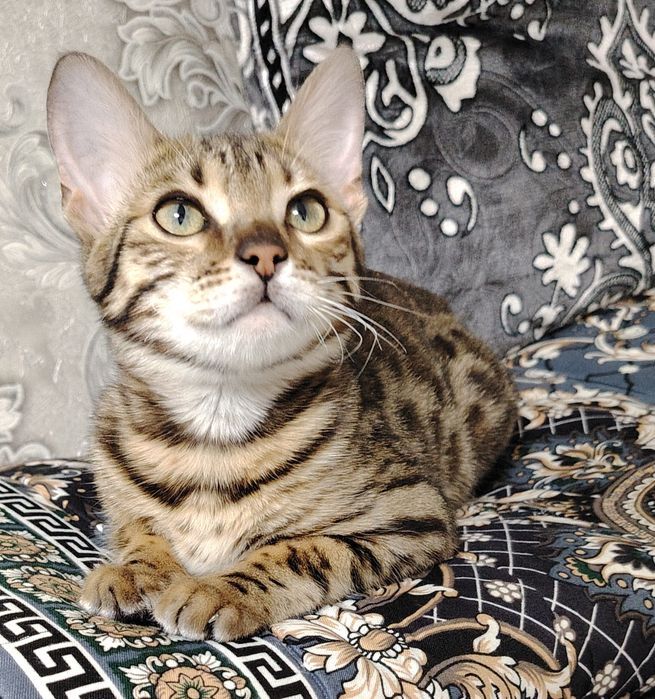 Бенгальская девочка