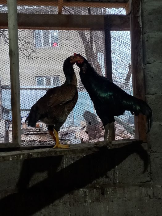 Дакан парочка в Мерке