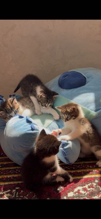 Отдам котят в хорошие руки