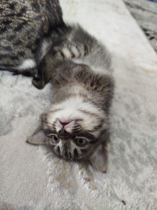 Mushuk bolasi sotiladi