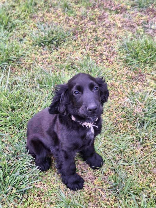 Продава се кокер шпаньол