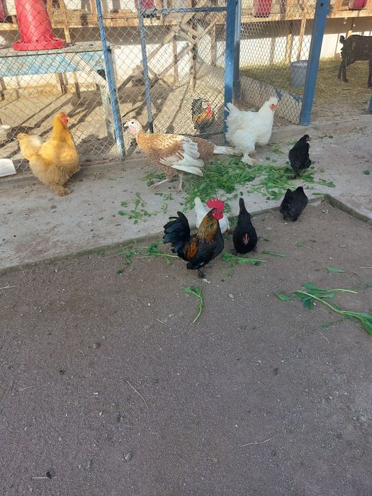 Петушки карлики корейской породы