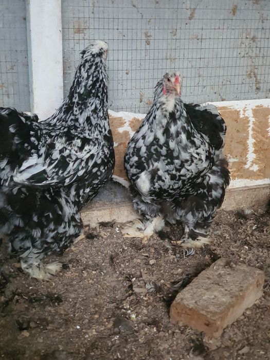 Жужалар сотувда расмдаги товукларни жужалари