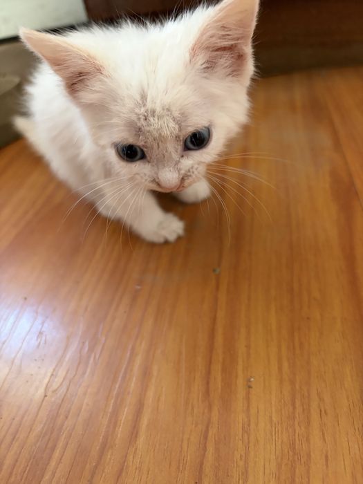 Отдам котенка  Селекционная