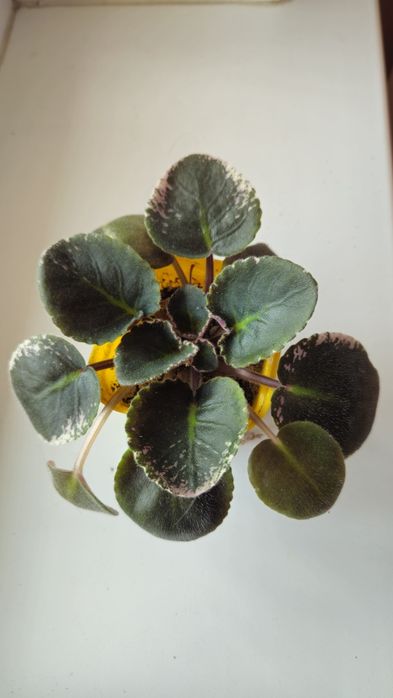 Сортовые фиалки недорого