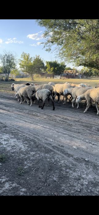 Қой,Тоқты Сатылады!