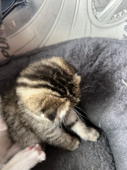 Кошечки веселоухи