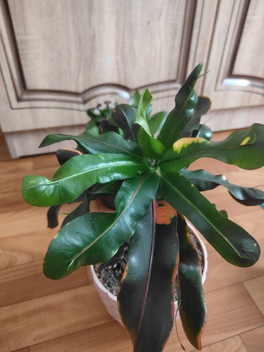 Продам  цветок  Кротон