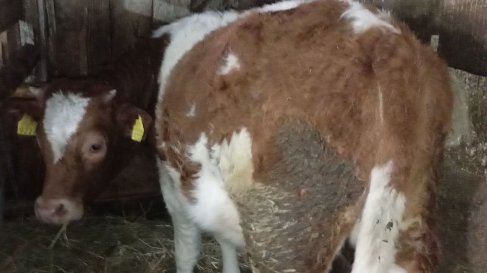 Vând 2 junci bălțate