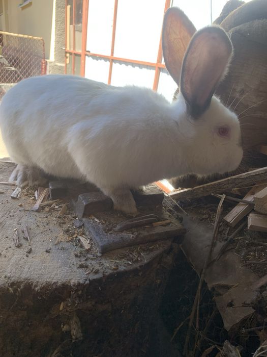 Vand iepuri IEPUROI talie mare