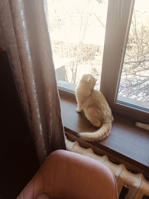 6 мес Шиншилла фолд ny25