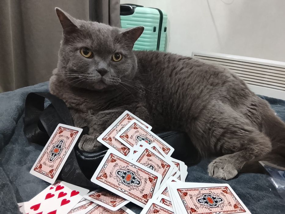 Британский Кот Граф