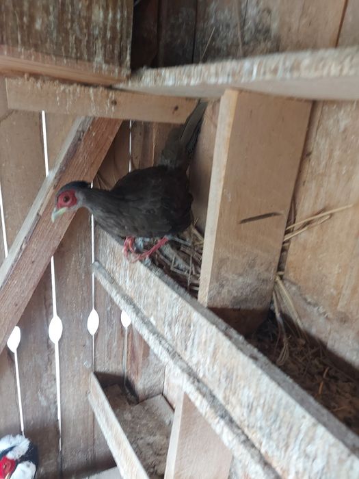 Fazani argintii  de vanzare