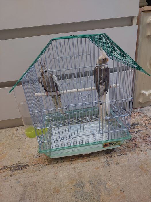 Корелы пара, корм ,минералами