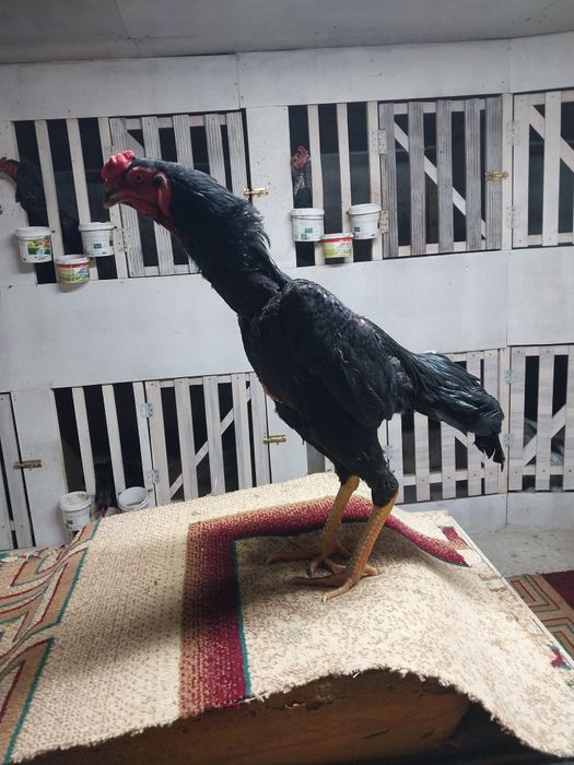 Боицовая птица хороших кровеи