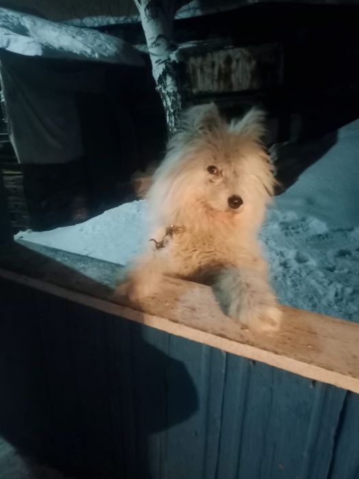 Отдаётся собака,