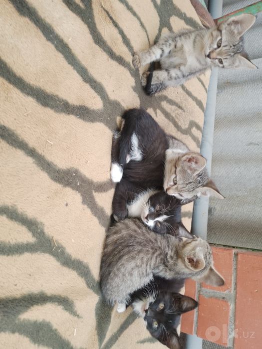 Котята в хорошие руки на выбор