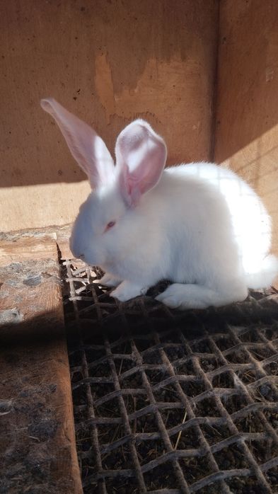 Продаются кролики-самцы.