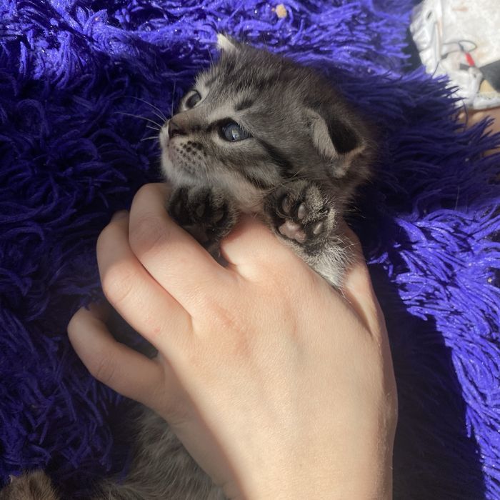 Британский котенок