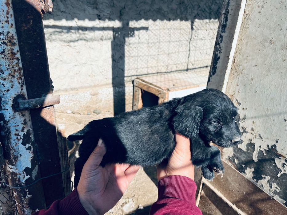 Спаниель от рабочих родителей