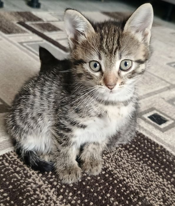 Котята бесплатно