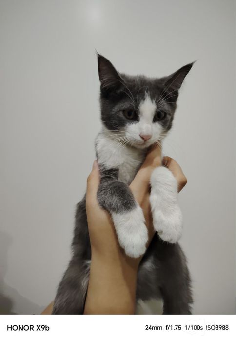Котята ищут добрый и любящий дом