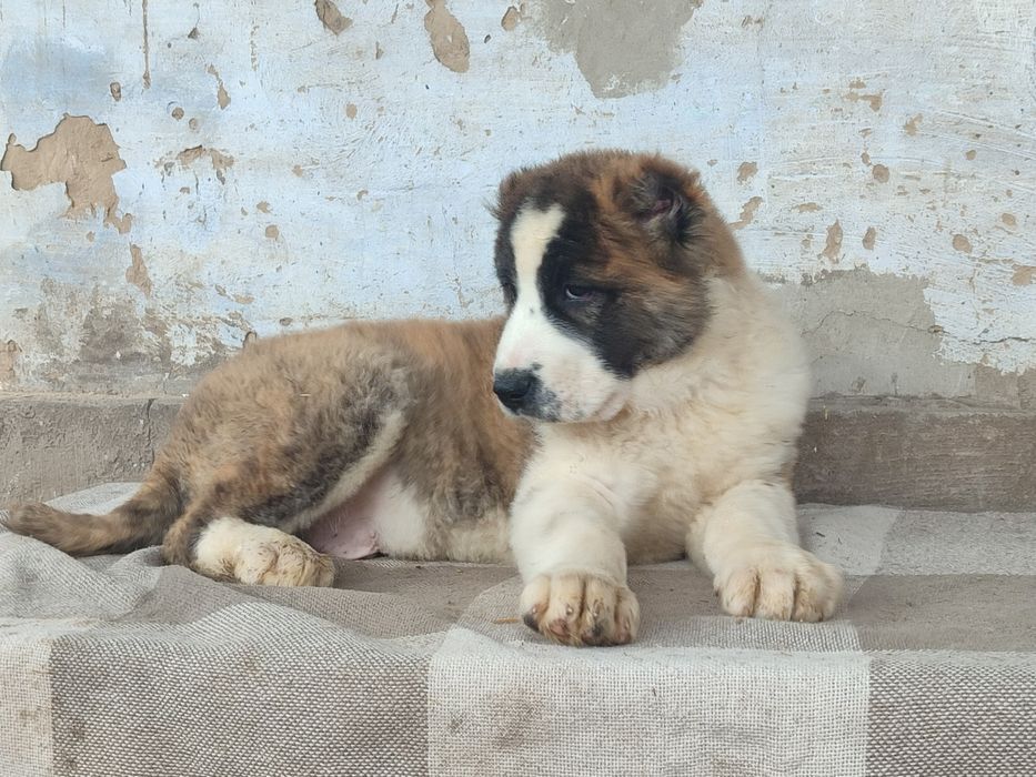 Щенки Алабая САО