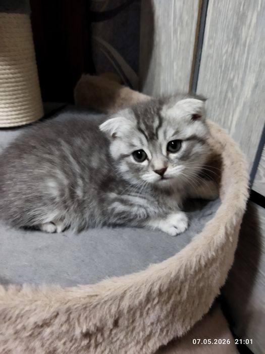 Продаются шотландские котята